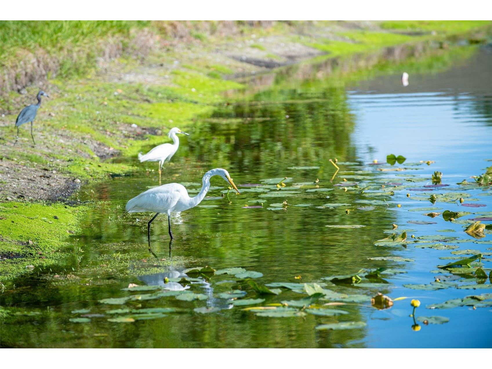 5204 Mahogany Run Avenue Sarasota FL 34241 A4684551 image64