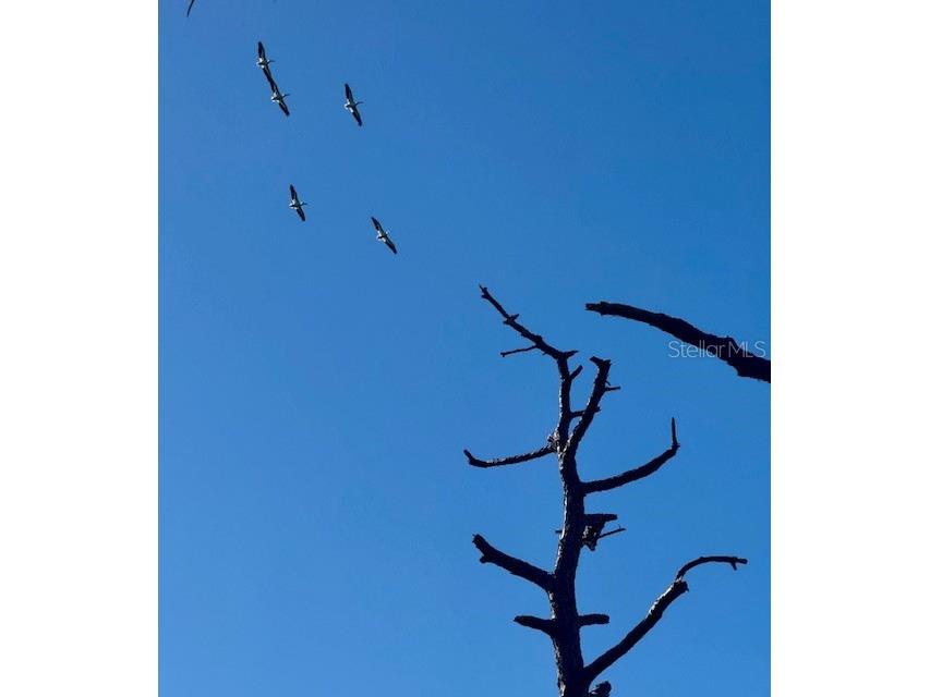 5209 Western Drive Saint James City FL 33956 O6359386 image21