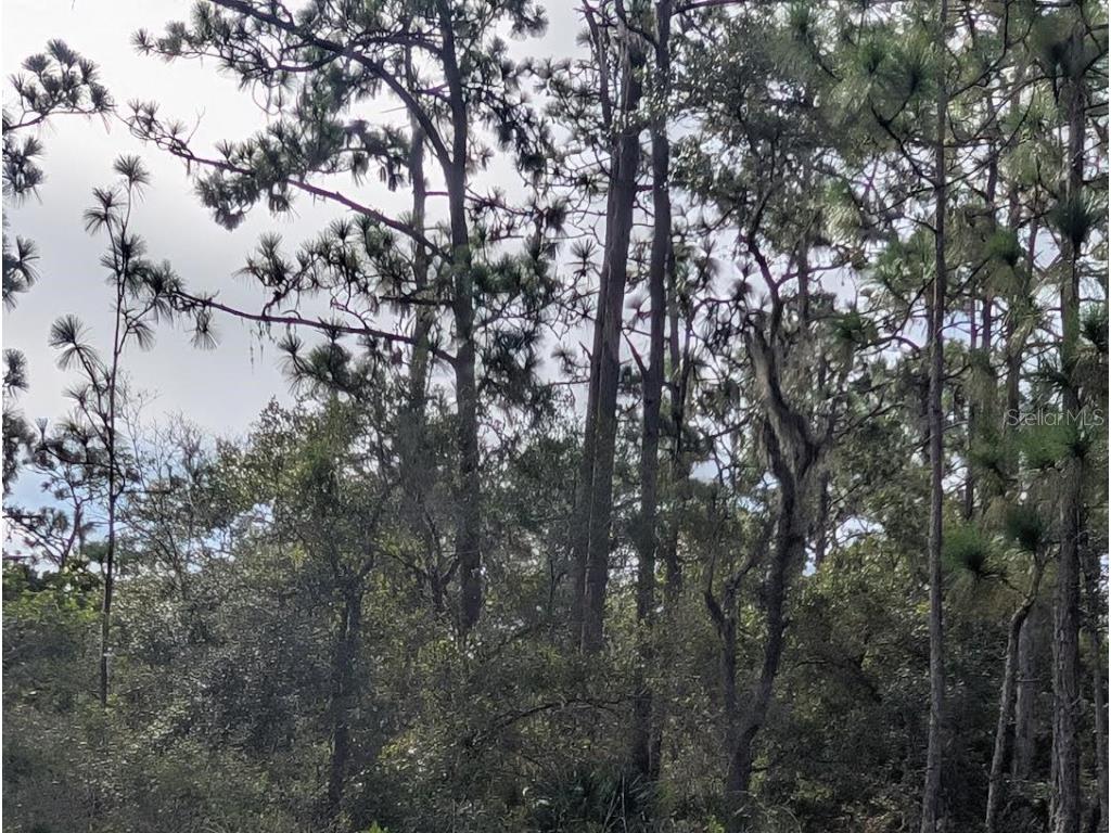 523 Azalea Drive Indian Lake Estates FL 33855 - LAKE WALK-IN-WATER TB8414576 image4