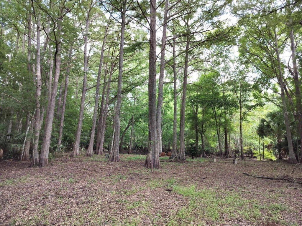 523 S Tuck Point Inverness FL 34450 - CANAL / WITHLACOOCHEE RIVER TB8411869 image13