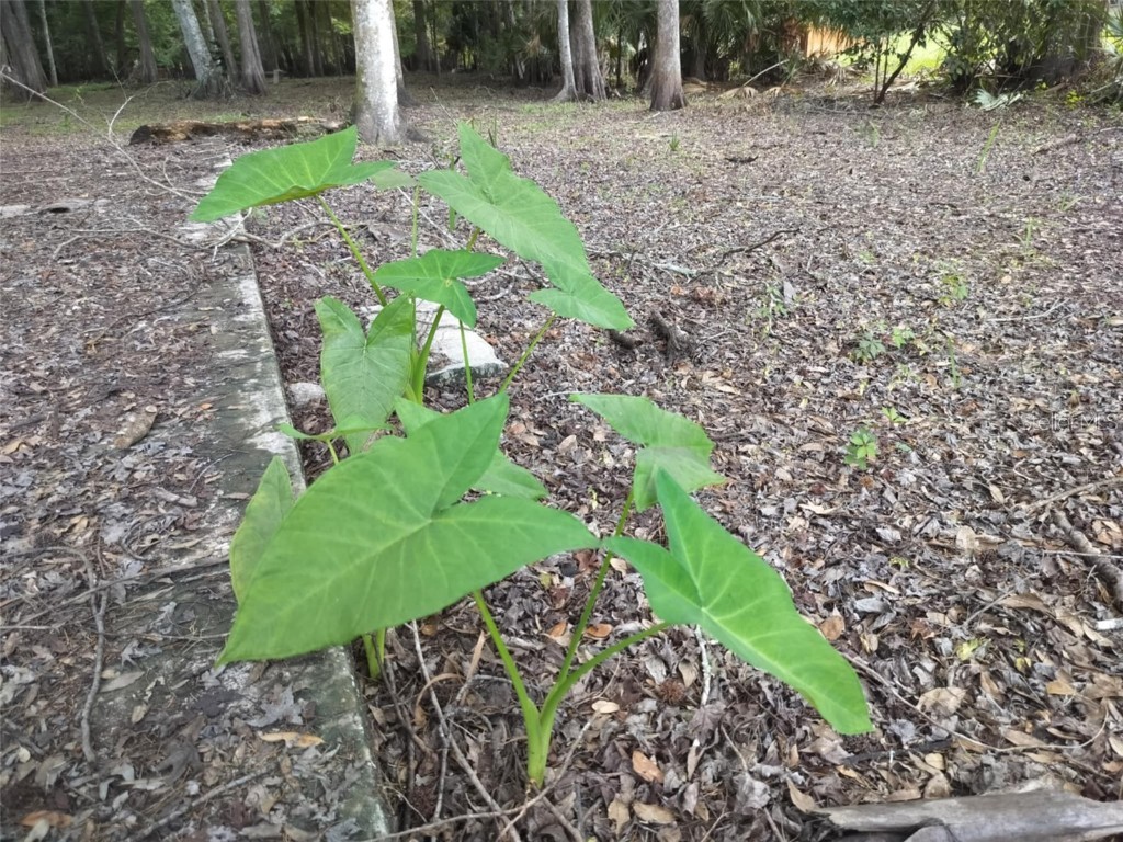 523 S Tuck Point Inverness FL 34450 - CANAL / WITHLACOOCHEE RIVER TB8411869 image17