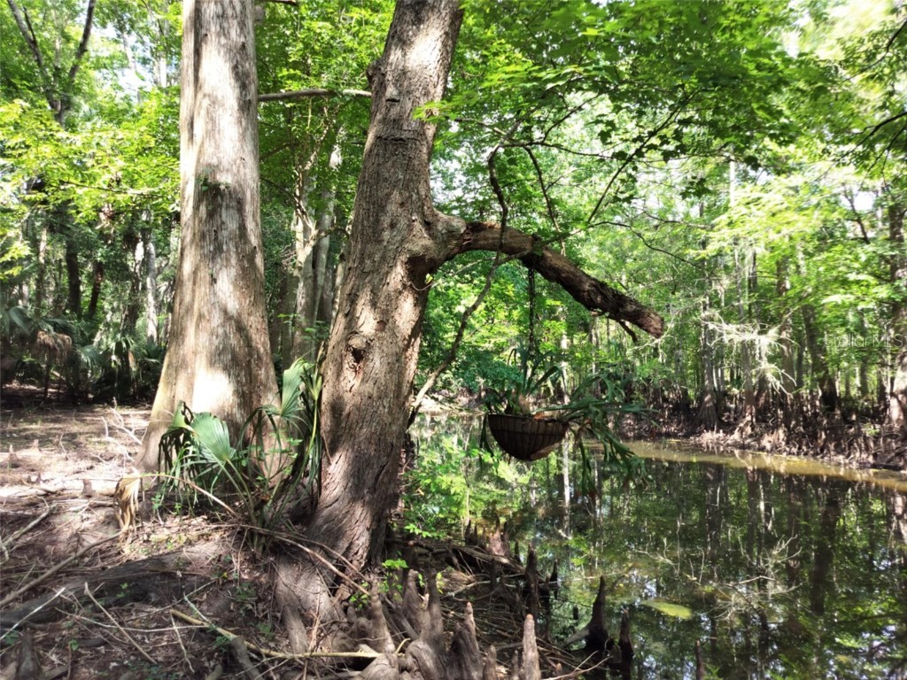 523 S Tuck Point Inverness FL 34450 - CANAL / WITHLACOOCHEE RIVER TB8411869 image22