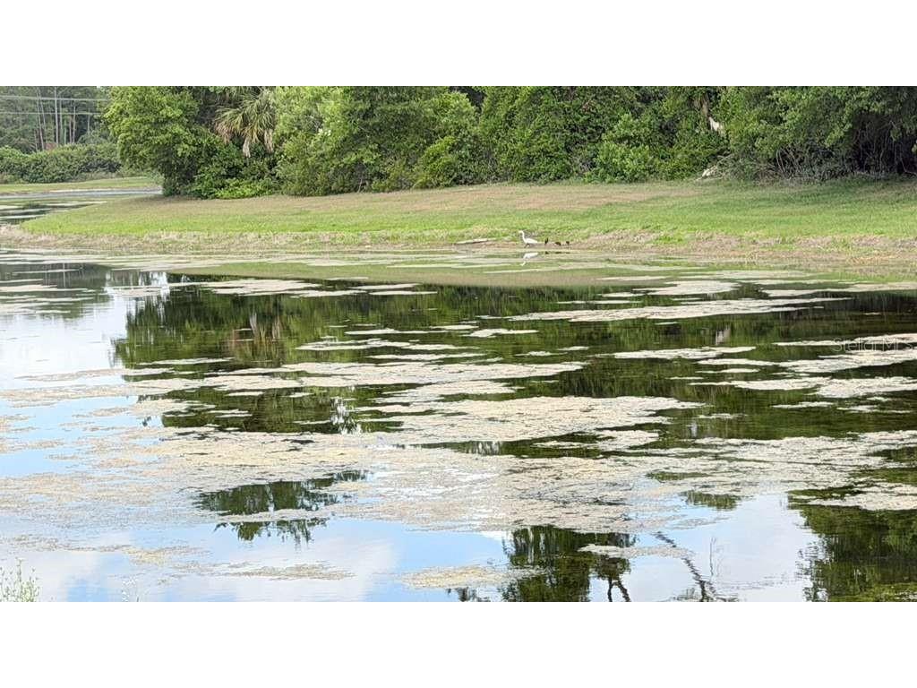 5233 Dove Tree Street Orlando FL 32811 O6405105 image46