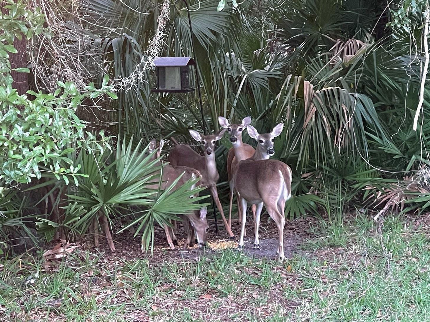 5245 Gato Del Sol Circle Wesley Chapel FL 33544 TB8494196 image55