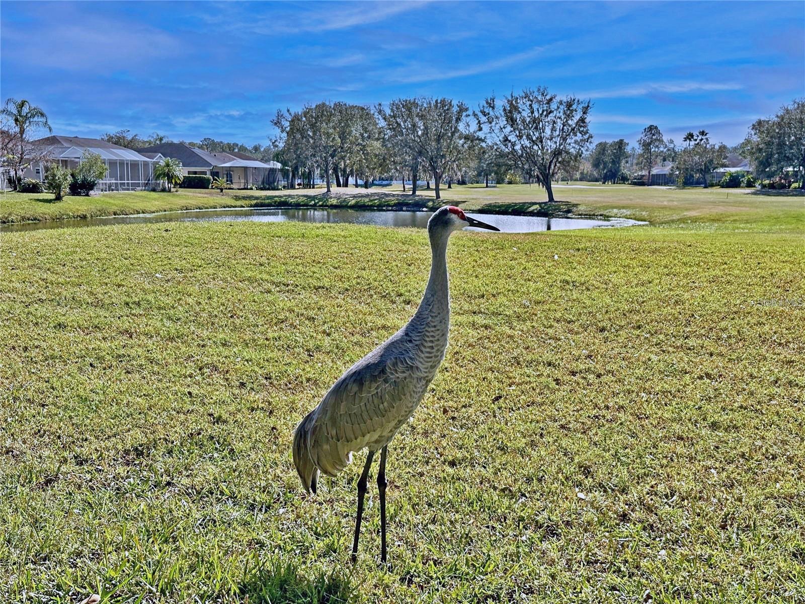 5245 Gato Del Sol Circle Wesley Chapel FL 33544 TB8494196 image81