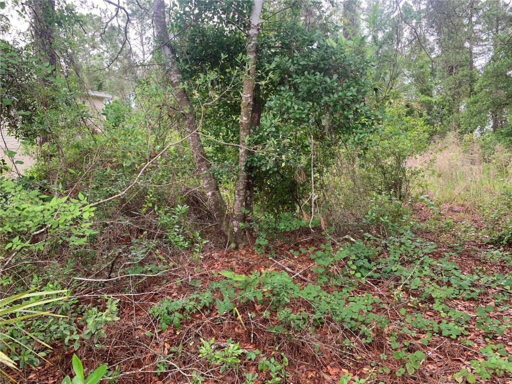 525 Live Oak Loop Crescent City FL 32112 V4942692 image3