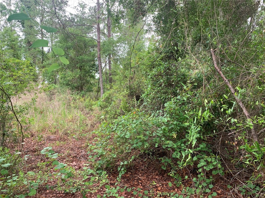 525 Live Oak Loop Crescent City FL 32112 V4942692 image4