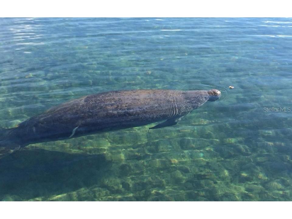 5261 Circle Drive Weeki Wachee FL 34607 - WEEKI WACHEE RIVER & GULF W7881651 image45