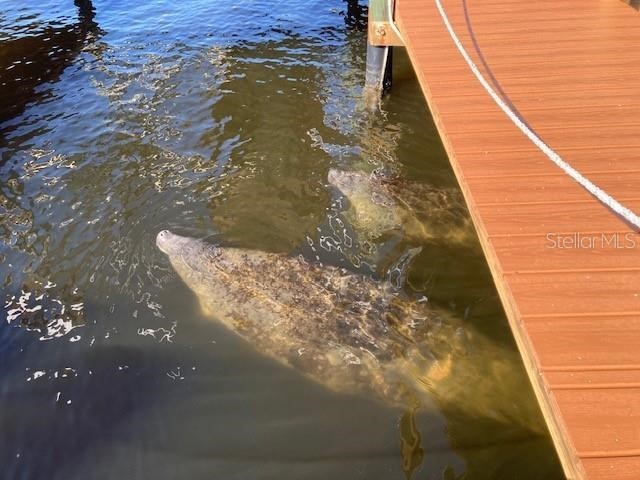 5275 S Stetson Point Drive Homosassa FL 34448 - HOMOSASSA RIVER G5095269 image49