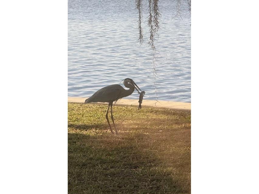 5275 S Stetson Point Drive Homosassa FL 34448 - HOMOSASSA RIVER G5095269 image51