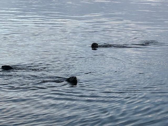 5275 S Stetson Point Drive Homosassa FL 34448 - HOMOSASSA RIVER G5095269 image53