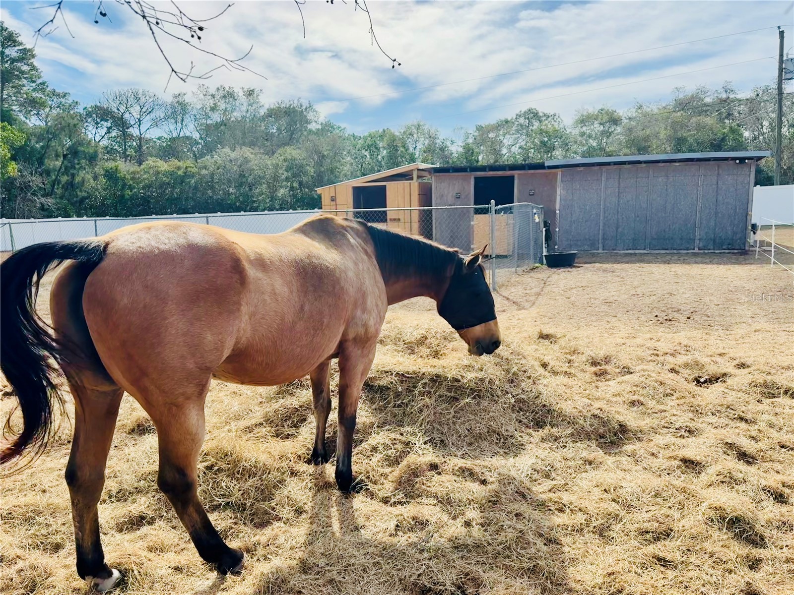 5280 Golddust Road Spring Hill FL 34609 W7880286 image4