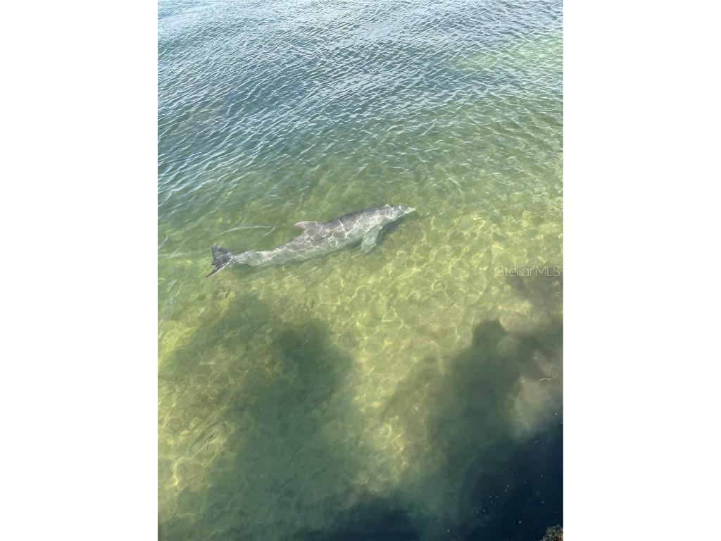 5281 Isla Key Boulevard S #207 Saint Petersburg FL 33715 - BOCA CIEGA TB8445772 image45
