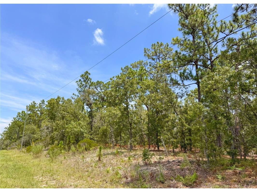 5317 N Mint Point Beverly Hills FL 34465 OM706035 image1