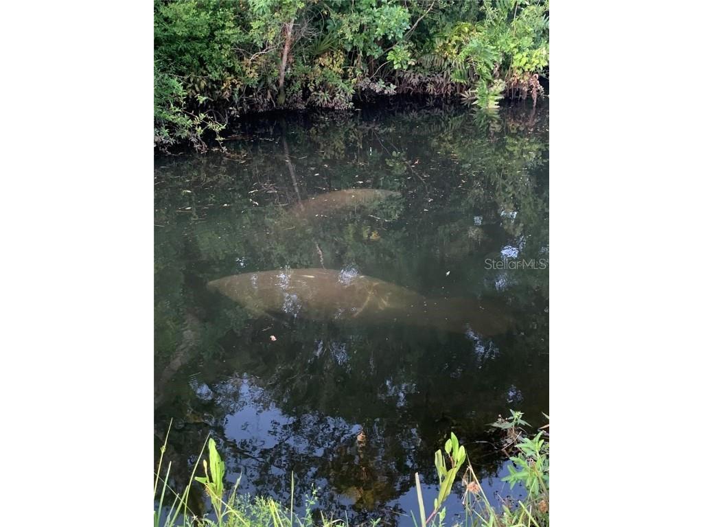 5320 Riverwalk Preserve Drive New Port Richey FL 34653 - COTEE RIVER TB8449776 image67