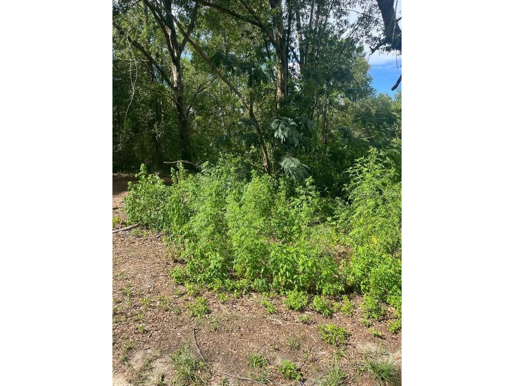 5325 NW 7th Street Ocala FL 34482 S5133194 image1