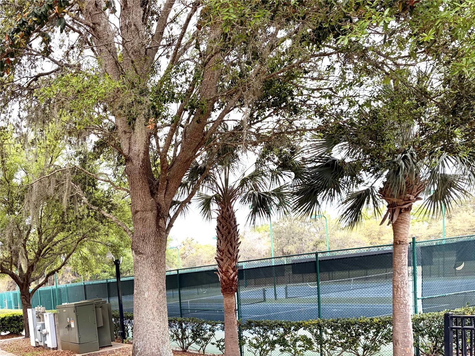 5325 Red Coral Circle Mount Dora FL 32757 O6381298 image28