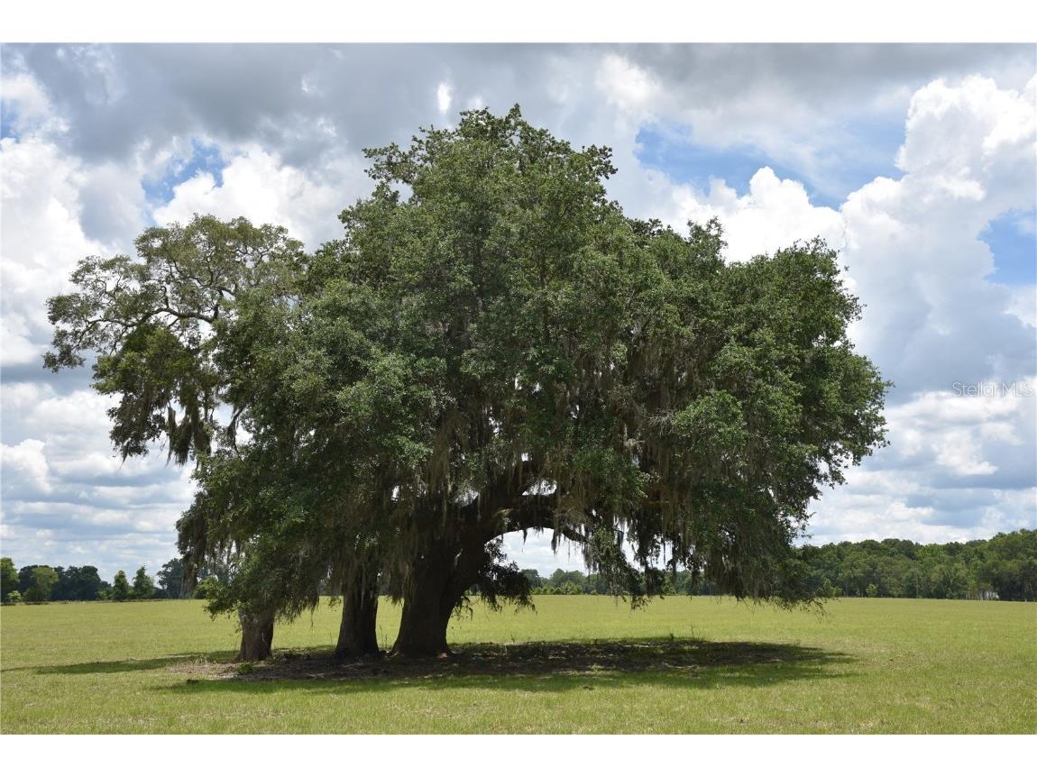 5350 NW 80th Avenue Chiefland FL 32626 OM680317 image1