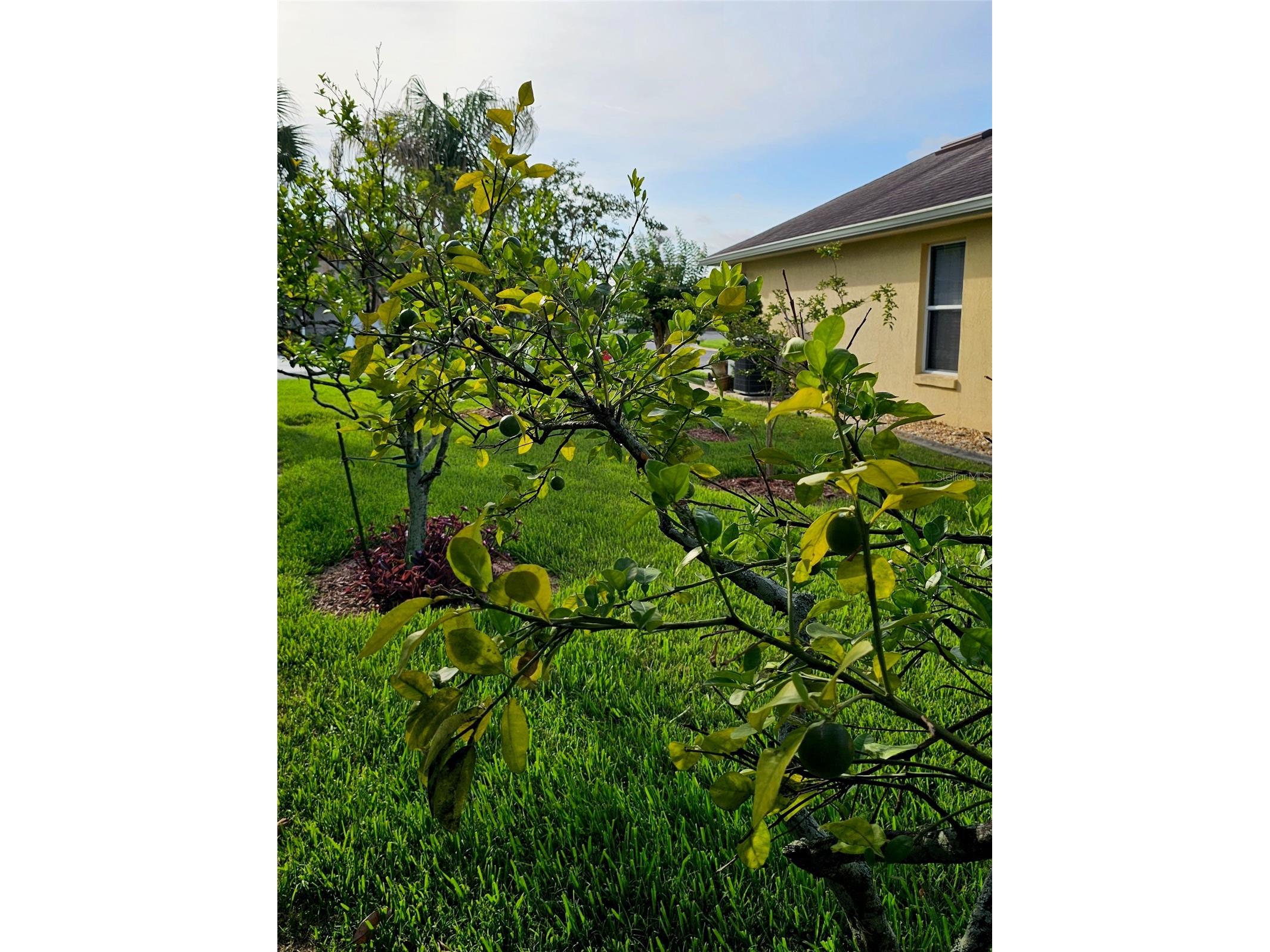5351 Aurora Drive Leesburg FL 34748 O6414429 image47