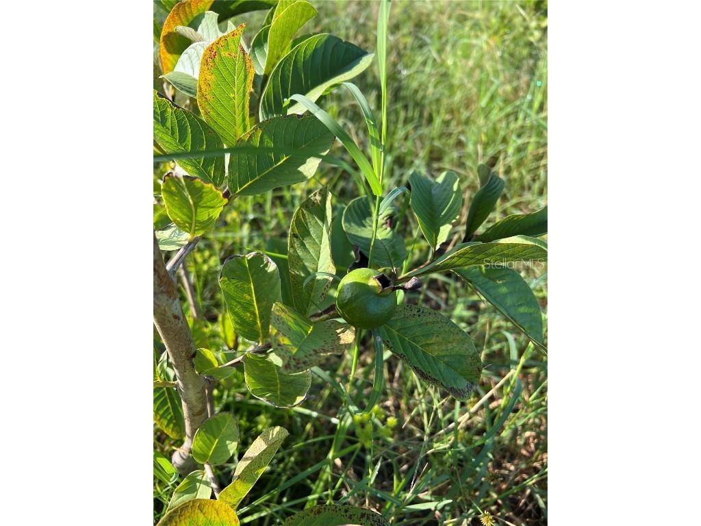 537 NW 144th Drive Okeechobee FL 34972 OK222517 image1