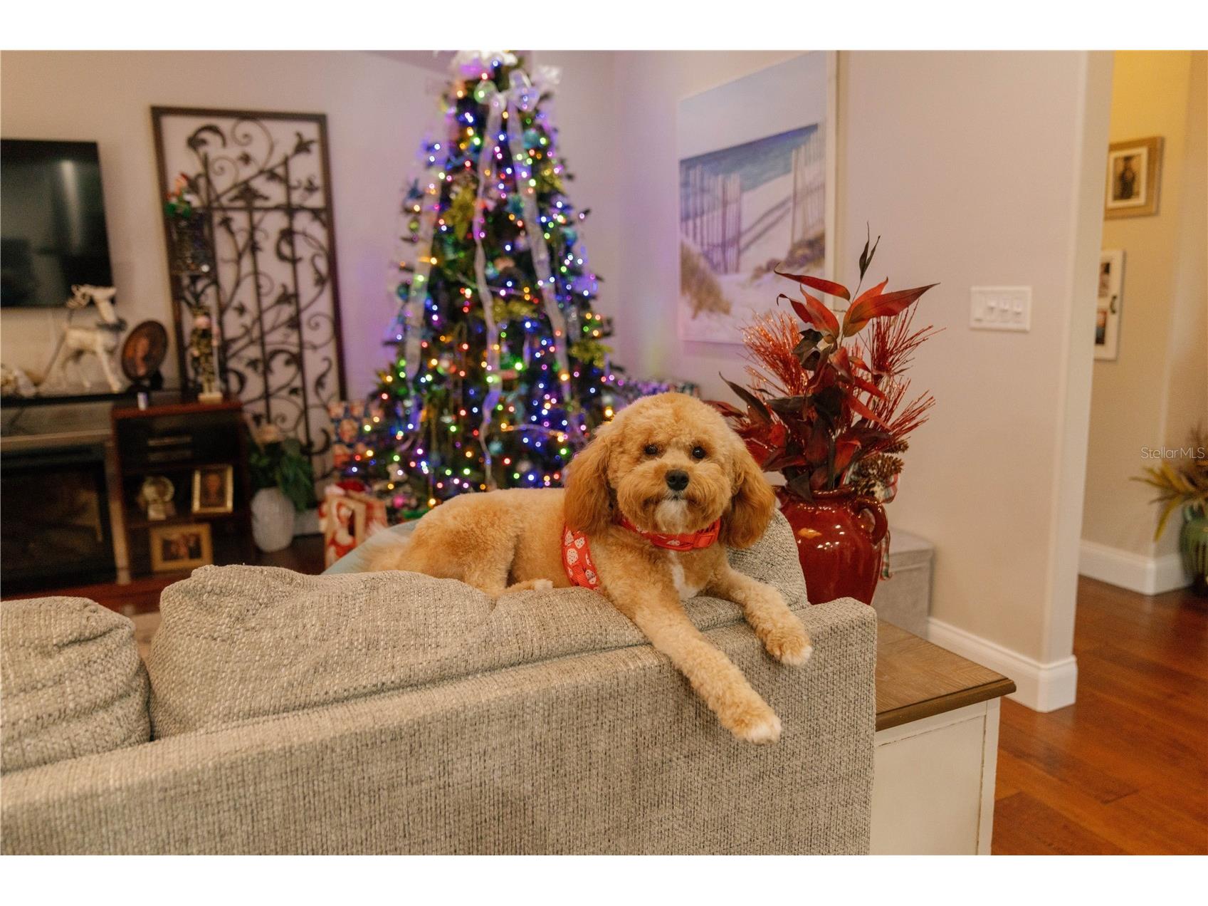 537 Woodlawn Cemetery Road Gotha FL 34734 - LAKE ROSE O6368398 image18