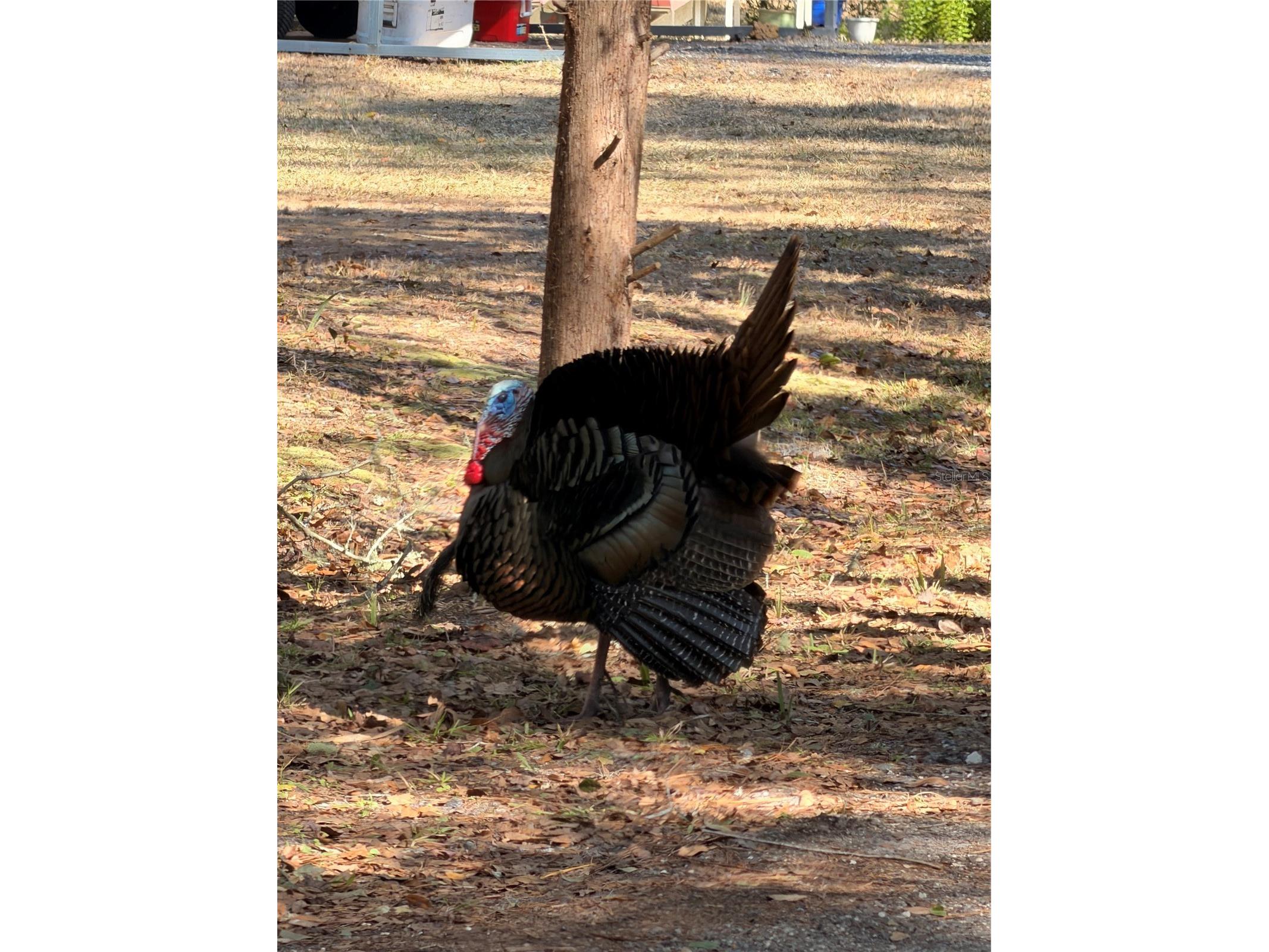 53706 Rivertrace Road Astor FL 32102 R4910655 image34