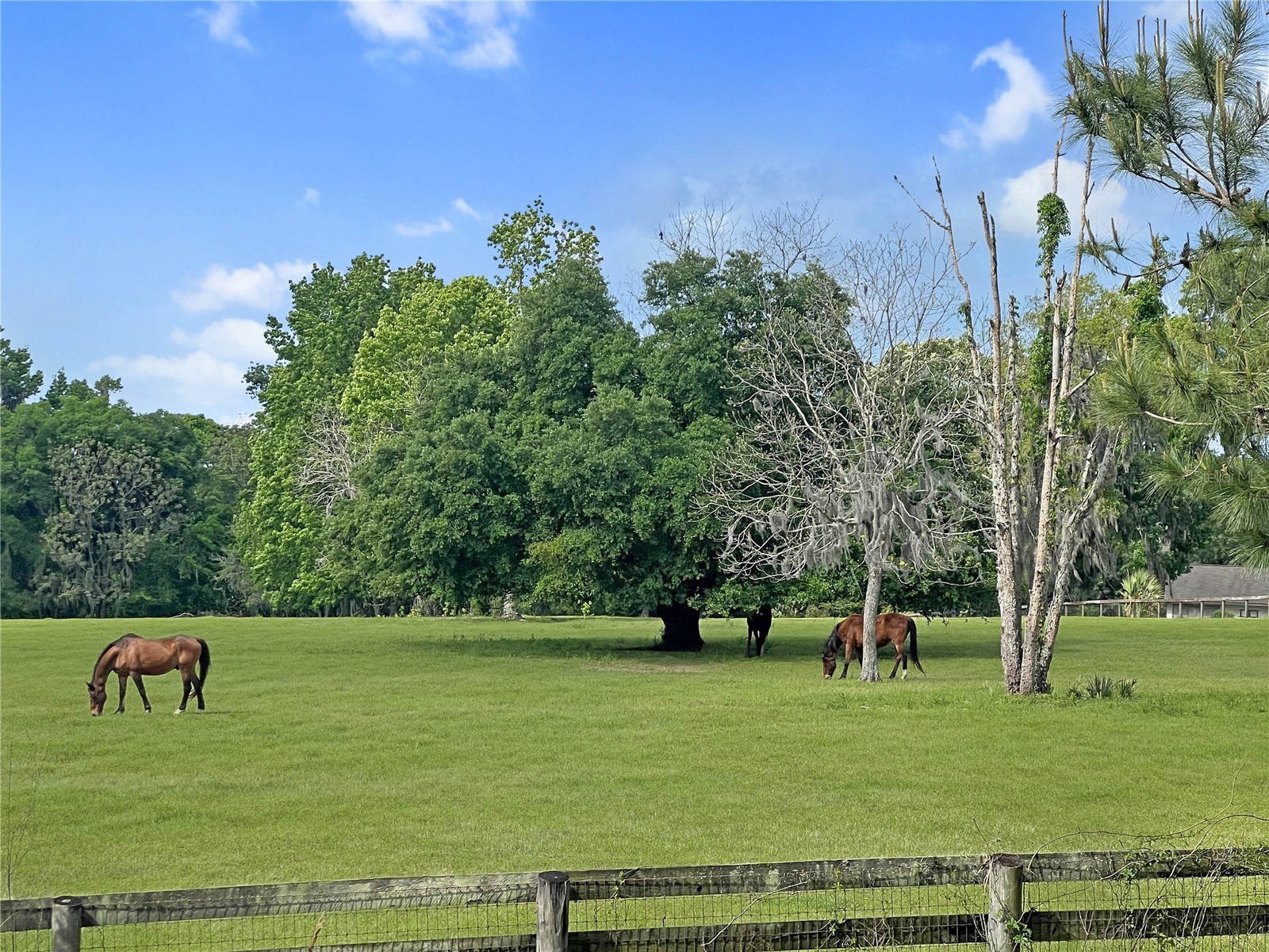 5378 W Highway 329 Reddick FL 32686 OM718585 image2