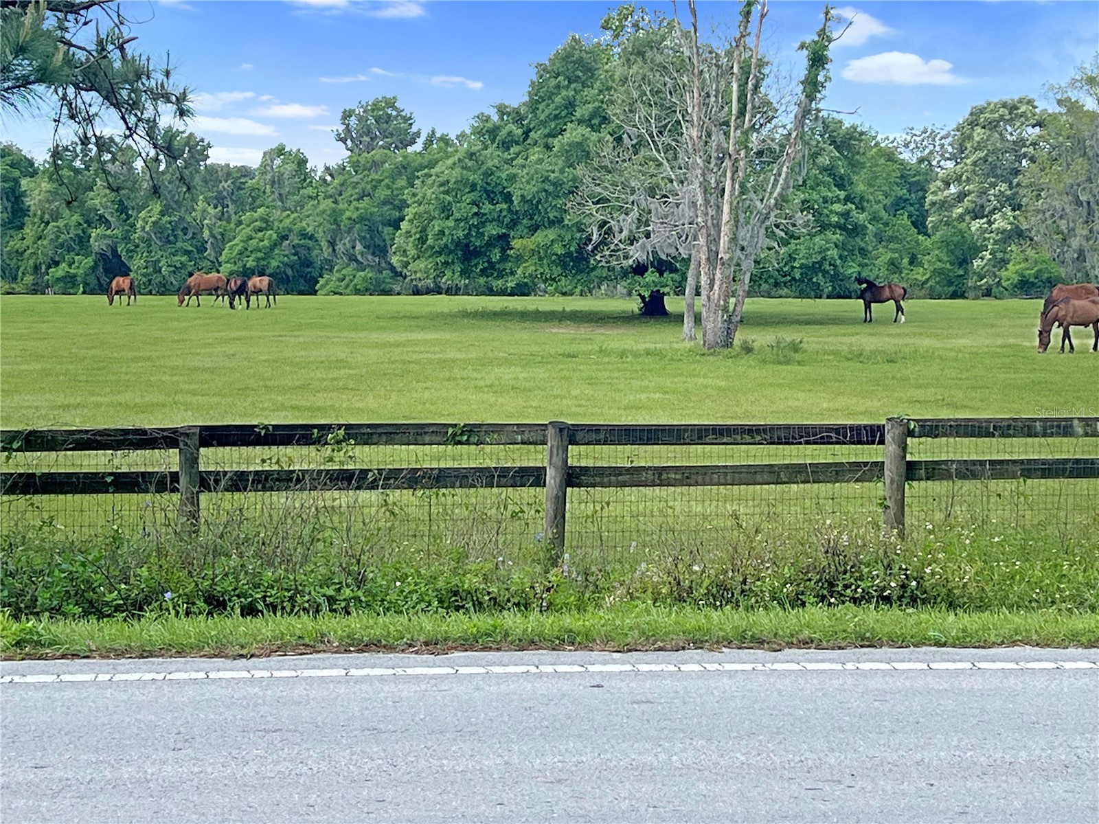 5378 W Highway 329 Reddick FL 32686 OM718585 image3