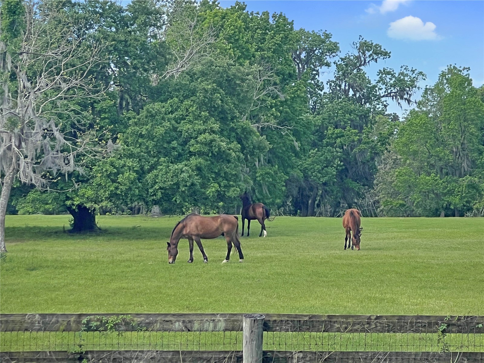 5378 W Highway 329 Reddick FL 32686 OM718585 image5