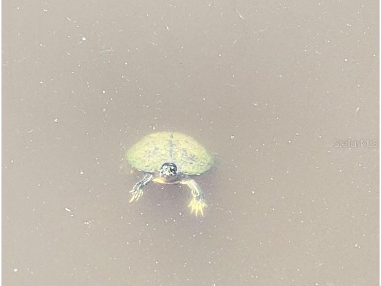 538 Grenada Street Port Charlotte FL 33948 C7514319 image65