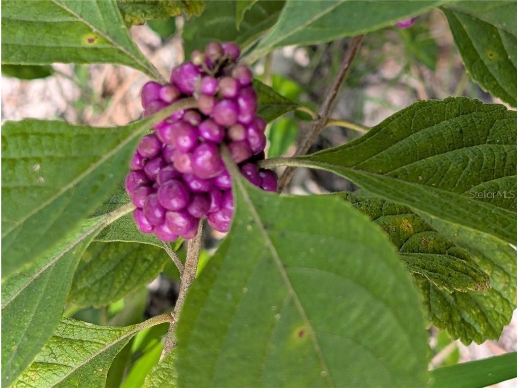 5387 SE 168th Avenue Ocklawaha FL 32179 - Emerald lake G5101702 image25