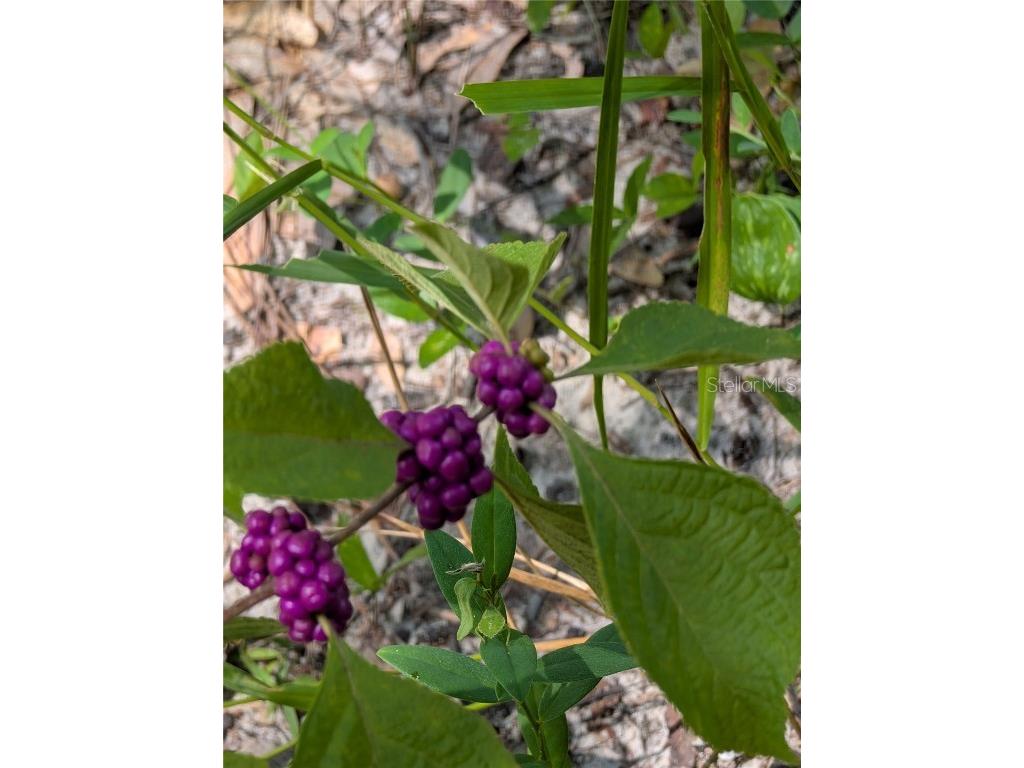 5387 SE 168th Avenue Ocklawaha FL 32179 - Emerald lake G5101702 image26