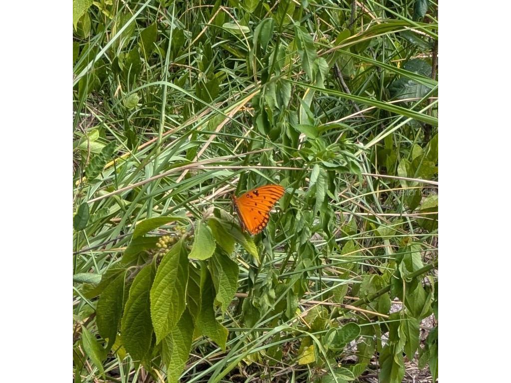 5387 SE 168th Avenue Ocklawaha FL 32179 - Emerald lake G5101702 image6