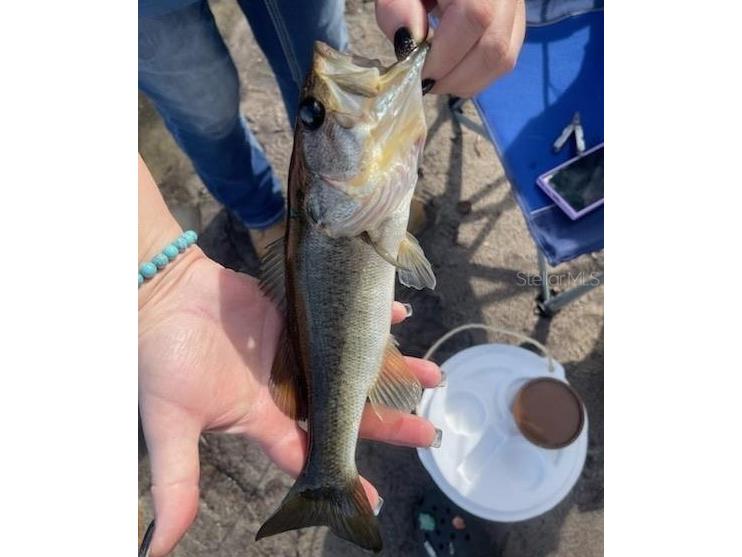 5387 SE 168th Avenue Ocklawaha FL 32179 - Emerald lake G5101702 image7