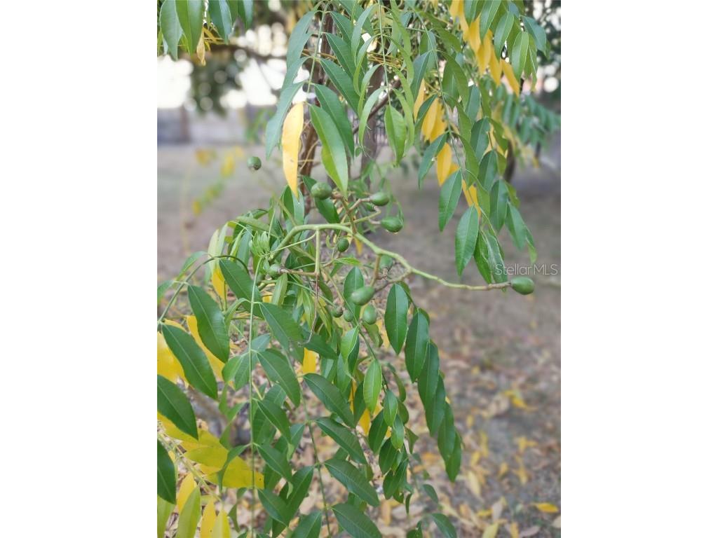 5398 Oxford Manor Circle Lakeland FL 33810 O6363717 image84