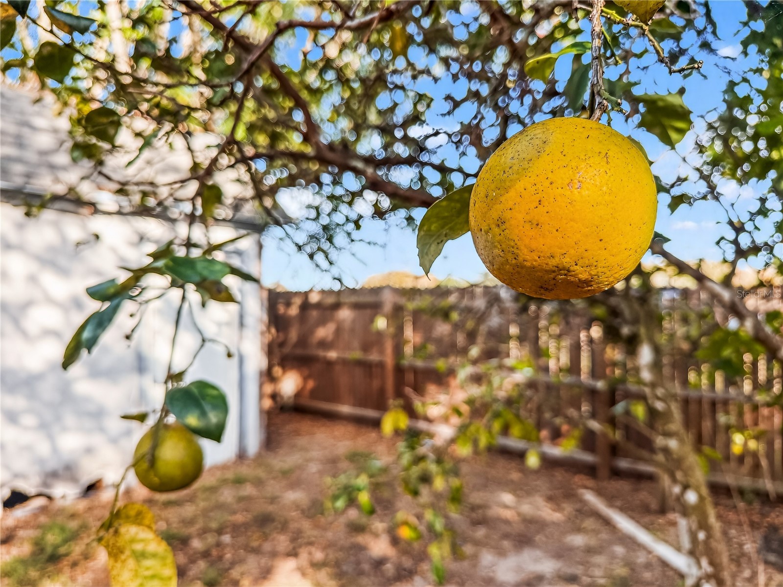 540 Fern Avenue Tavares FL 32778 O6268760 image37