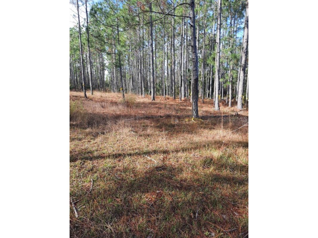 540 SW 326th Avenue Steinhatchee FL 32359 TB8400209 image12