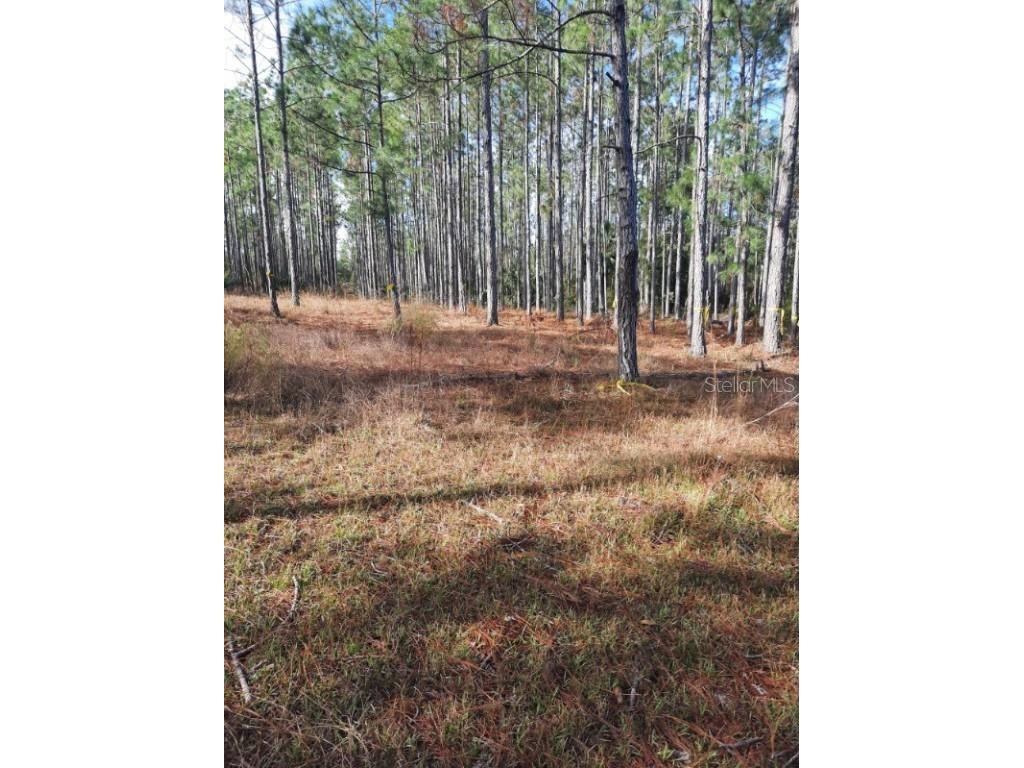 540 SW 326th Avenue Steinhatchee FL 32359 TB8400209 image9