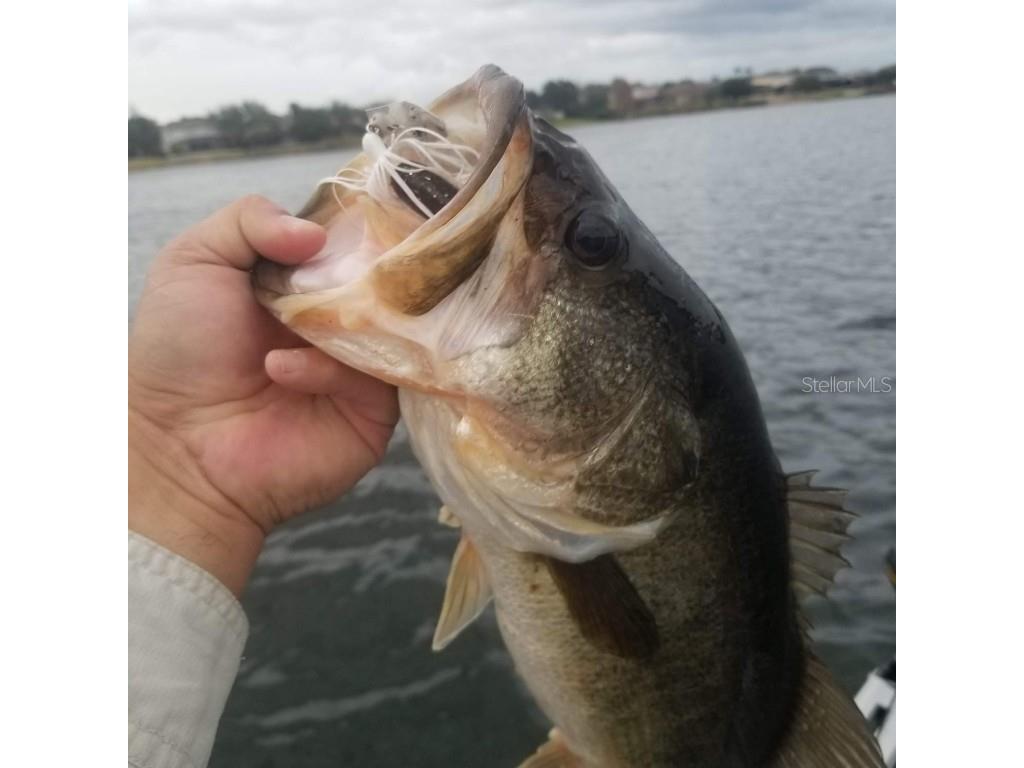 5426 Gemgold Court Windermere FL 34786 - BLUEBIRD POND O6354639 image17