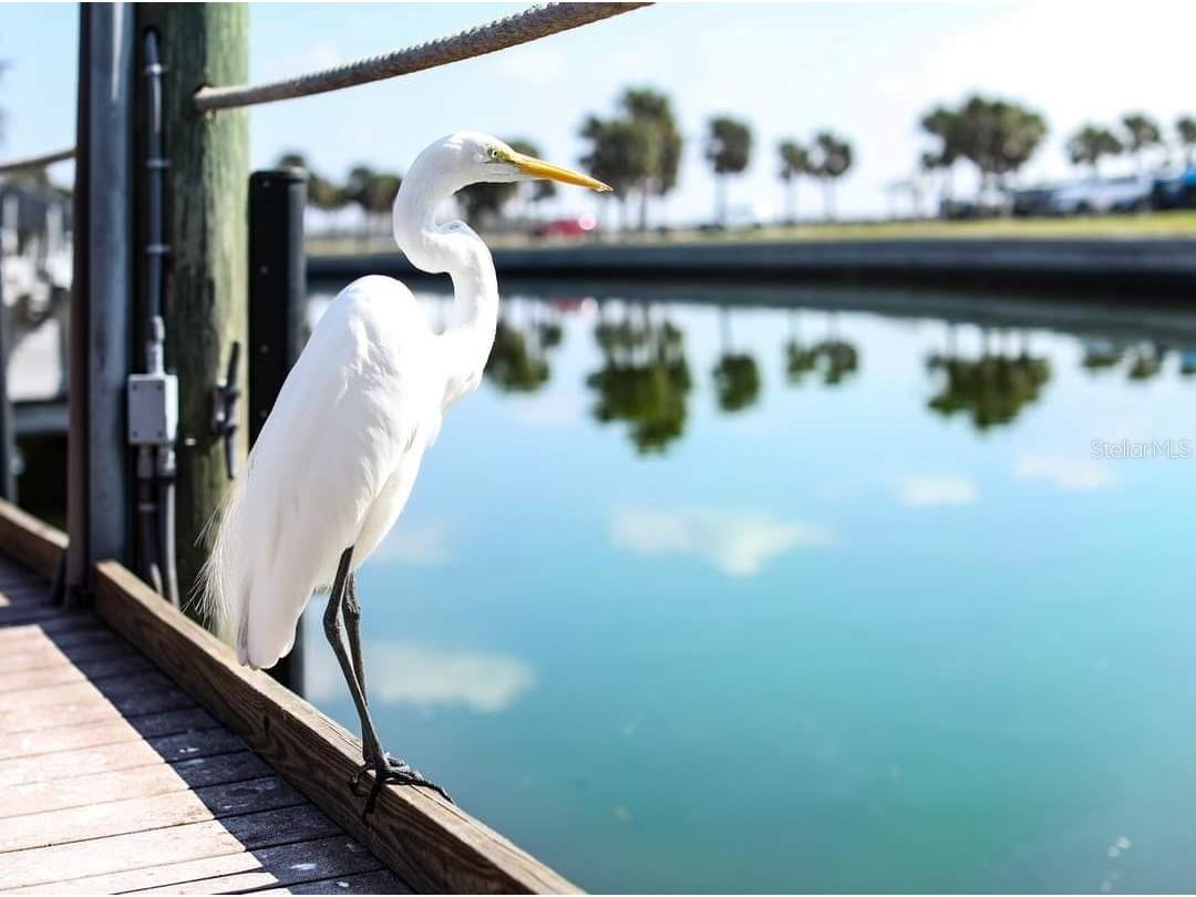 5432 Cornsilk Terrace North Port FL 34286 C7523076 image37
