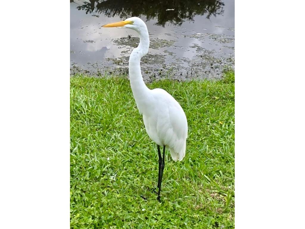 5438 Cartagena Drive Sarasota FL 34233 A4666008 image49