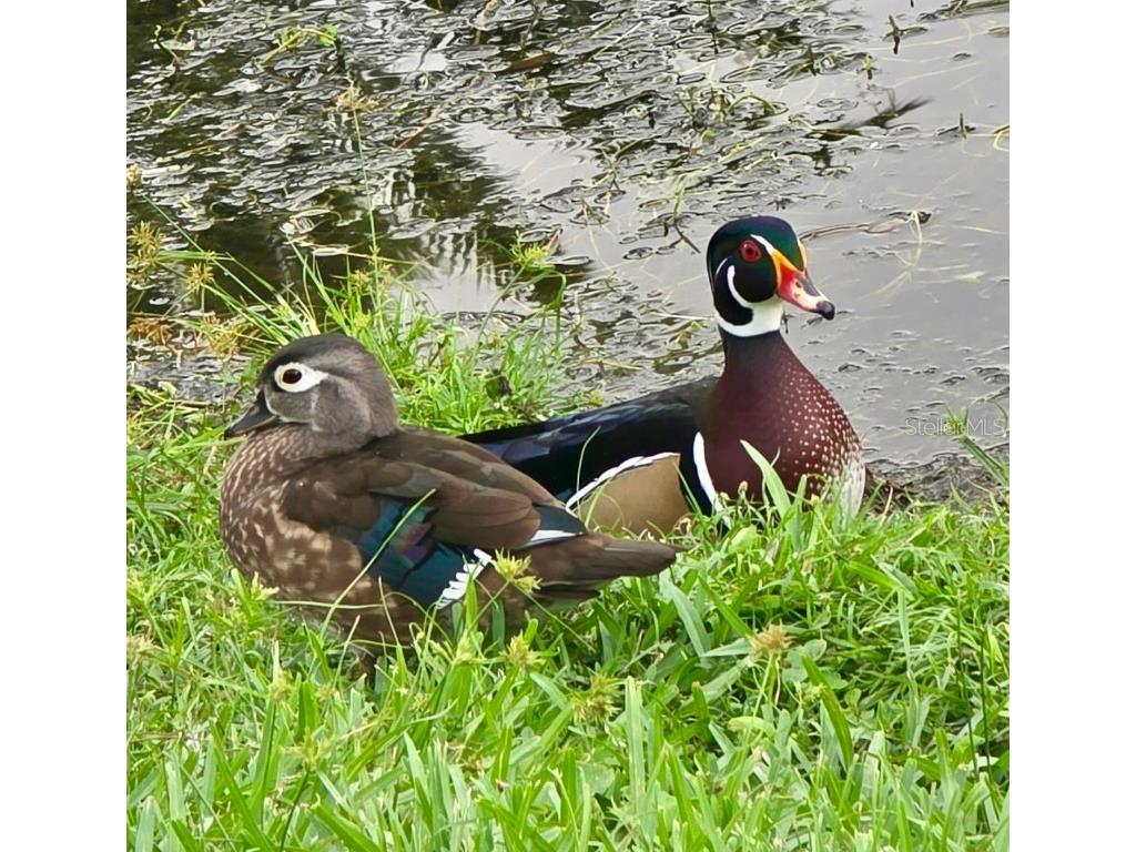 5438 Cartagena Drive Sarasota FL 34233 A4666008 image51