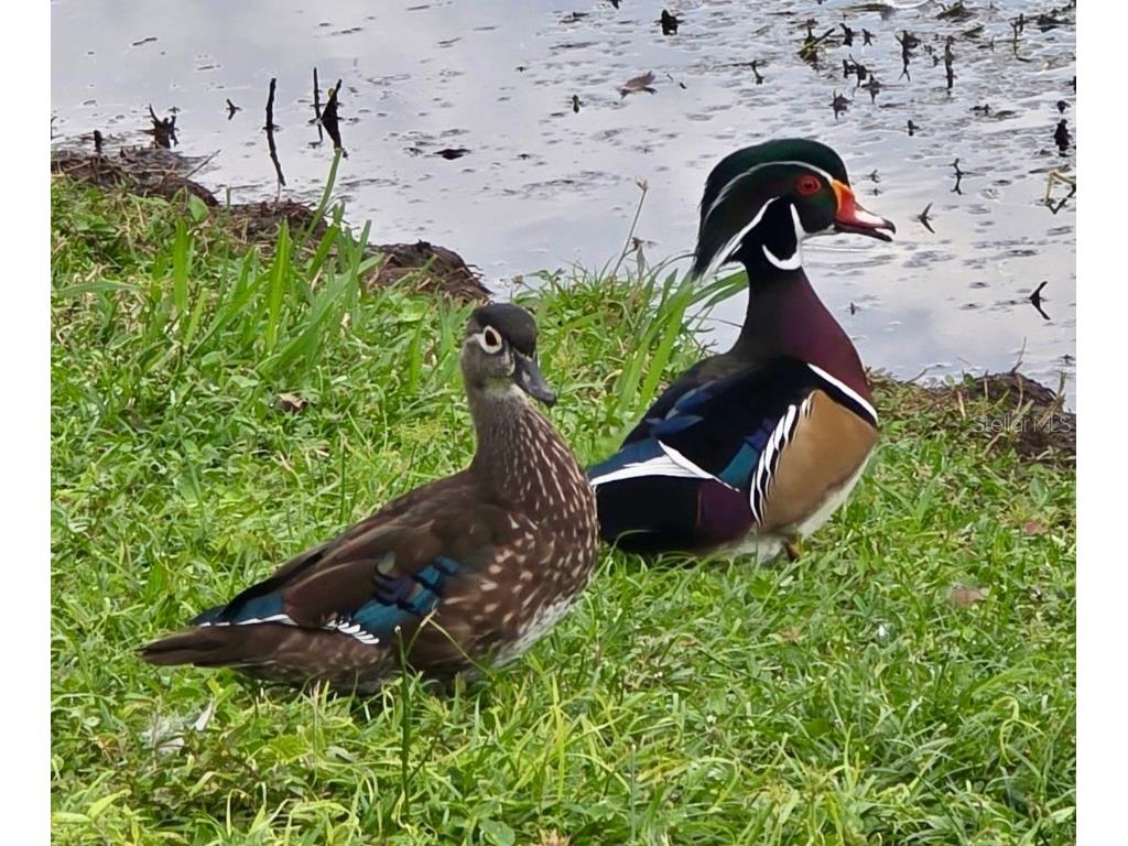 5438 Cartagena Drive Sarasota FL 34233 A4666008 image55