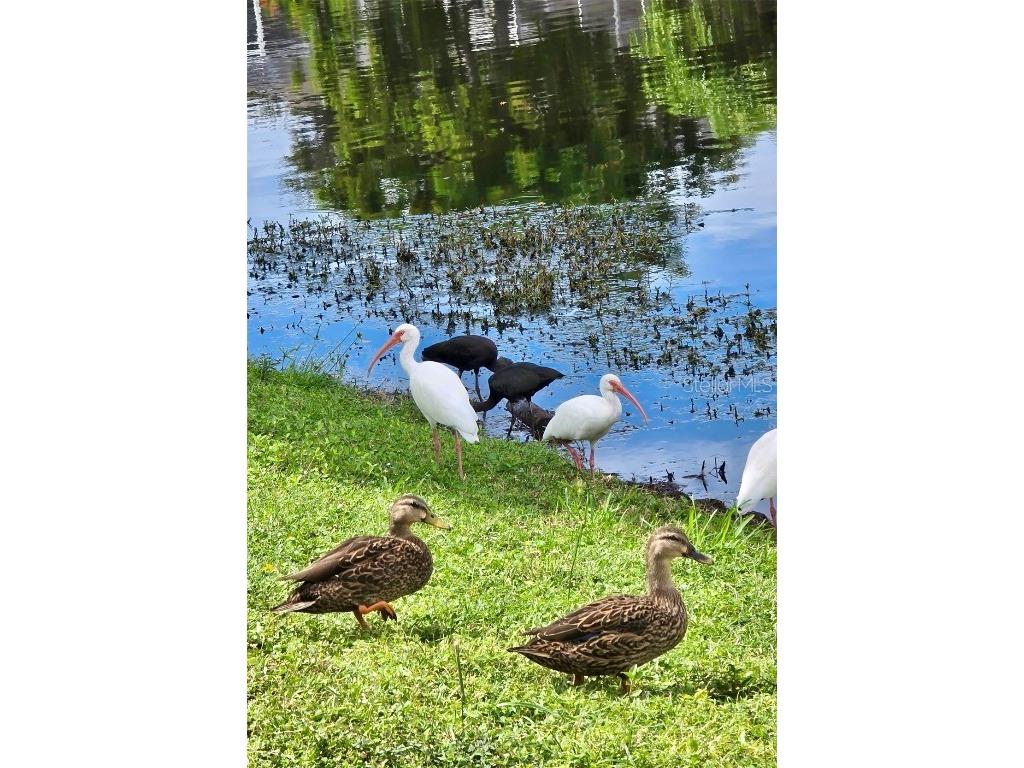 5438 Cartagena Drive Sarasota FL 34233 A4666008 image56