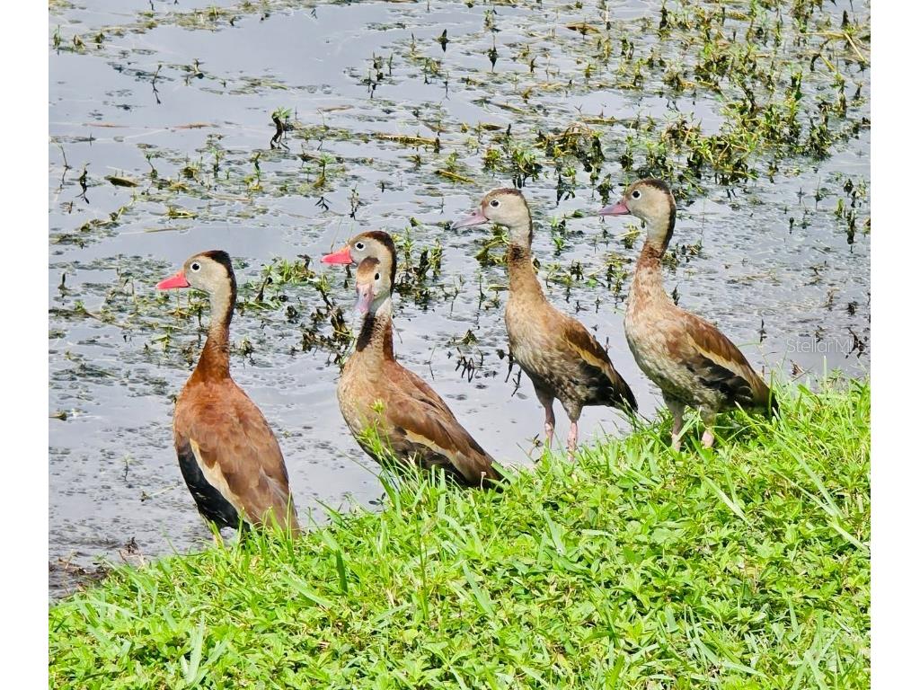 5438 Cartagena Drive Sarasota FL 34233 A4666008 image57