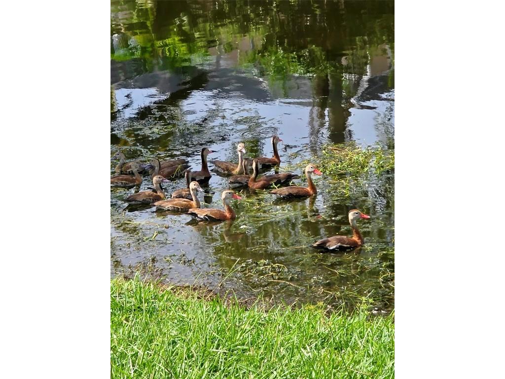 5438 Cartagena Drive Sarasota FL 34233 A4666008 image59