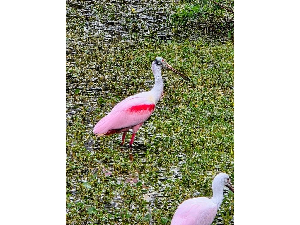 5438 Cartagena Drive Sarasota FL 34233 A4666008 image61