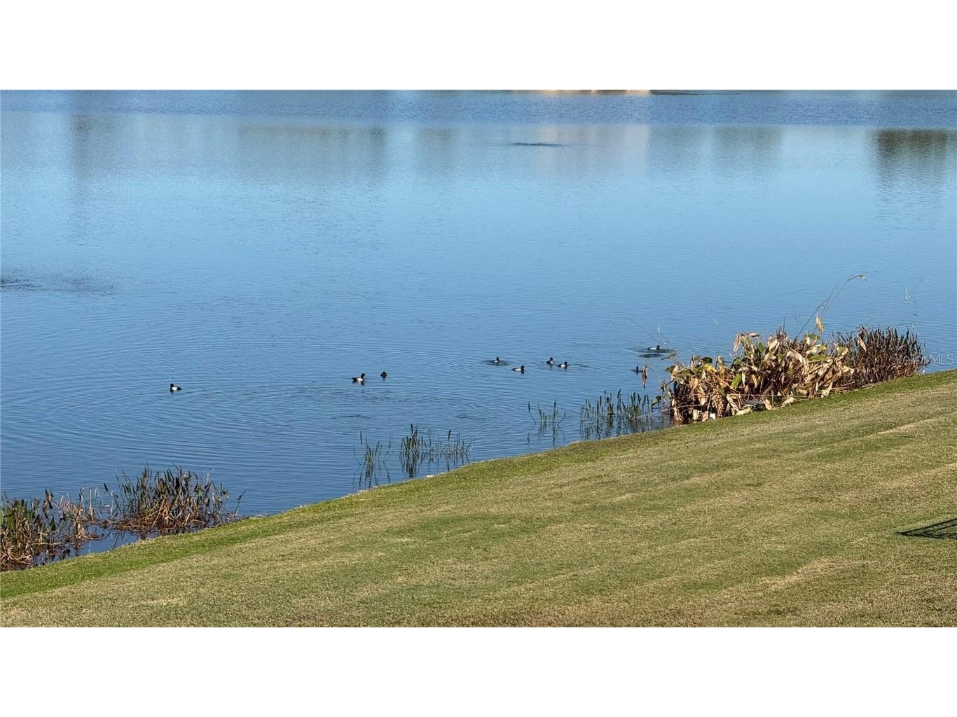 5457 Sandy Shell Drive Apollo Beach FL 33572 TB8456389 image77