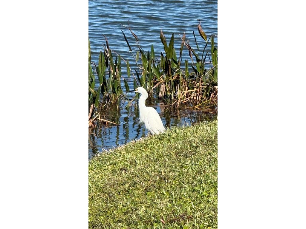 5457 Sandy Shell Drive Apollo Beach FL 33572 TB8456389 image80