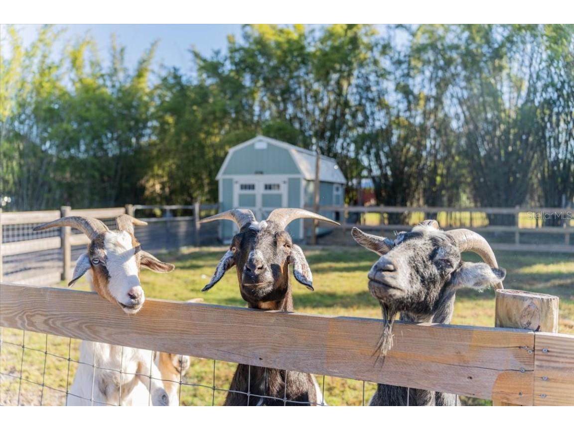 5460 Boutin Lane Saint Cloud FL 34772 O6361887 image39